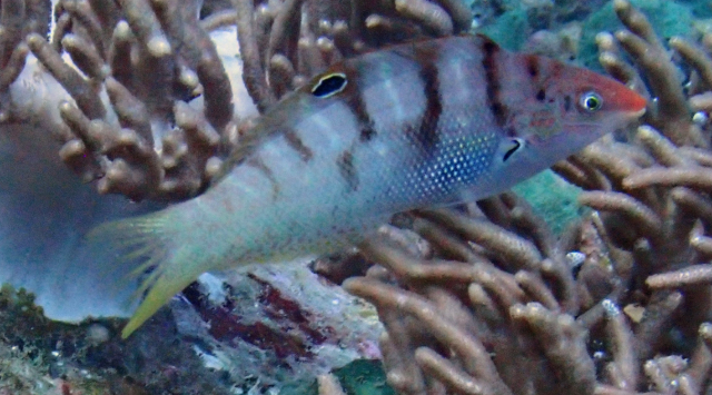 Click to View Batu Coris<br><span style='font-size:12px'><i>Dave & Rose</i></span>