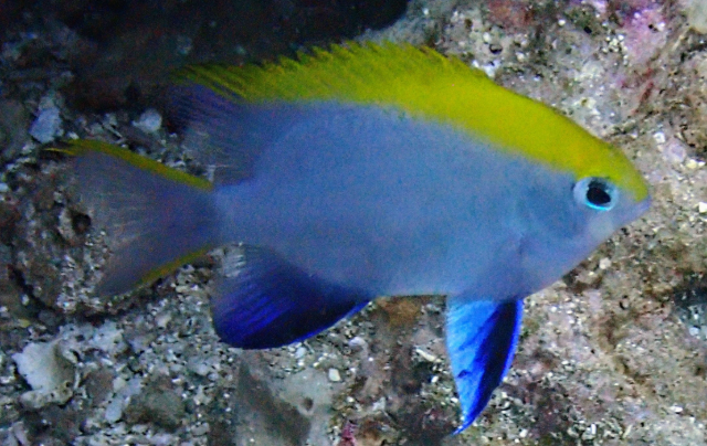 Click to View Black Damsel<br><span style='font-size:12px'><i>Dave & Rose</i></span>