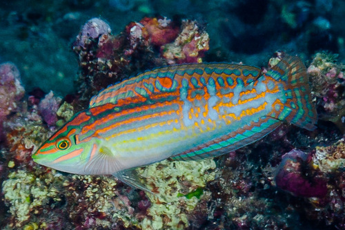 Click to View Adorned Wrasse<br><span style='font-size:12px'><i>iNaturalist</i></span>