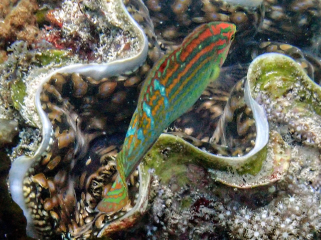 Tailspot Wrasse<br><span style='font-size:12px'><i>Dave & Rose</i></span>