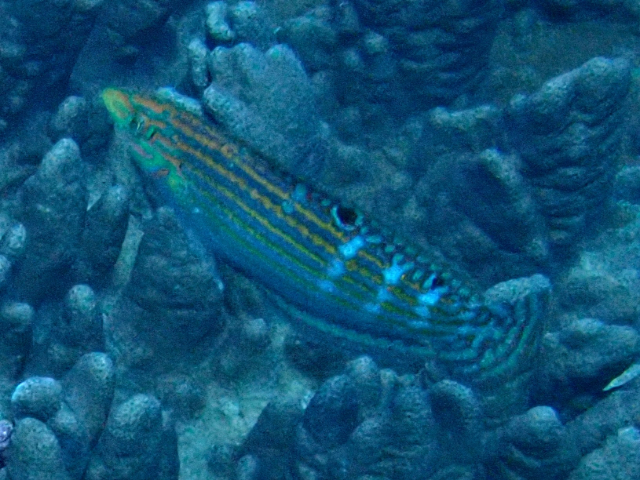 Click to View Adorned Wrasse - juvenile<br><span style='font-size:12px'><i>Dave & Rose</i></span>