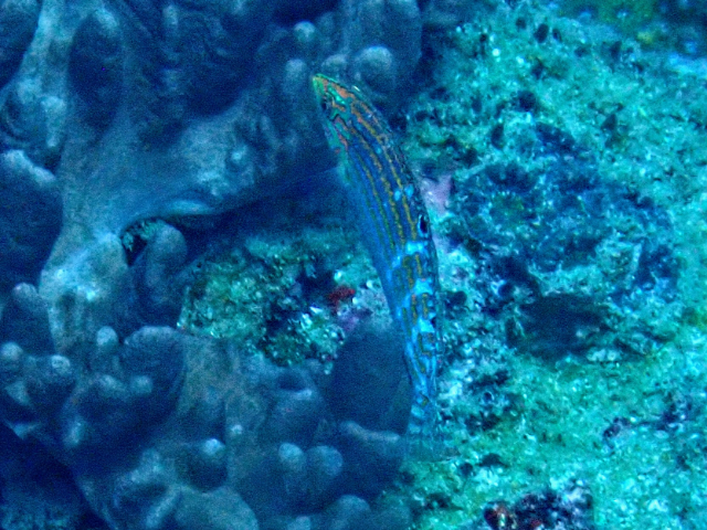 Click to View Adorned Wrasse - juvenile<br><span style='font-size:12px'><i>Dave & Rose</i></span>