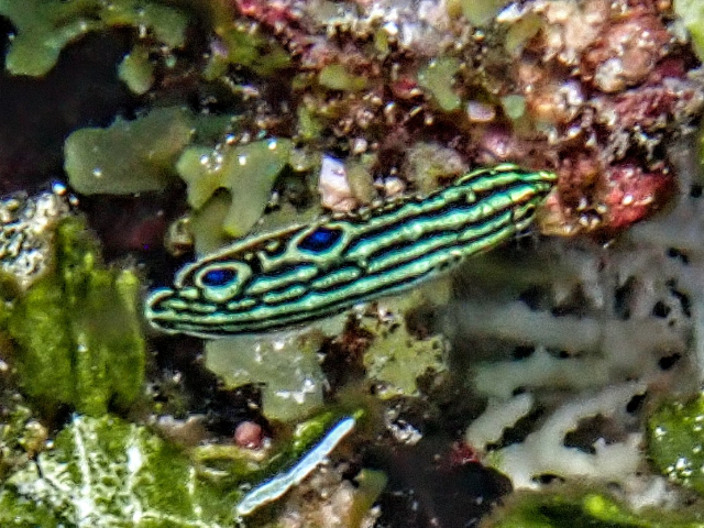 Click to View Adorned Wrasse - juvenile<br><span style='font-size:12px'><i>Dave & Rose</i></span>