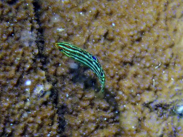 Click to View Adorned Wrasse - juvenile<br><span style='font-size:12px'><i>Dave & Rose</i></span>