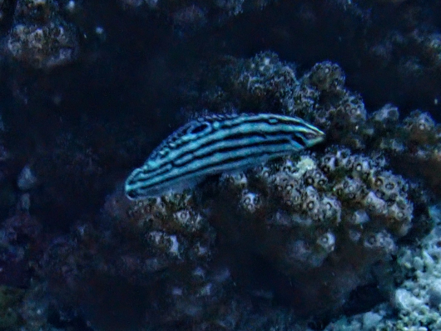 Click to View Adorned Wrasse - juvenile<br><span style='font-size:12px'><i>Dave & Rose</i></span>