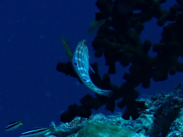 Click to View Adorned Wrasse - juvenile ♀<br><span style='font-size:12px'><i>Dave & Rose</i></span>