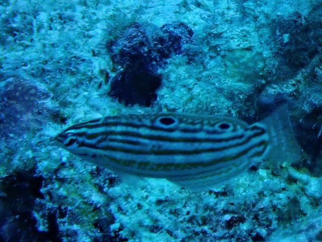 Click to View Adorned Wrasse - juvenile<br><span style='font-size:12px'><i>Dave & Rose</i></span>