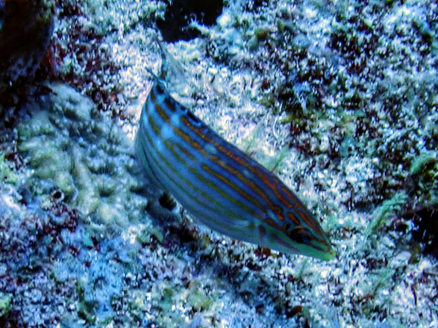 Adorned Wrasse<br><span style='font-size:12px'><i>Dave & Rose</i></span>