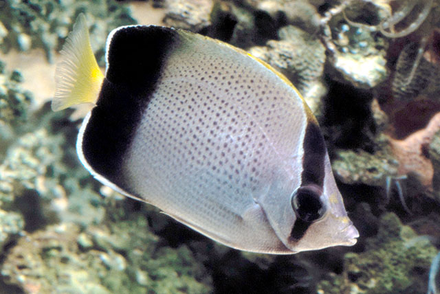 Click to View African Butterflyfish<br><span style='font-size:12px'><i>Fishbase</i></span>
