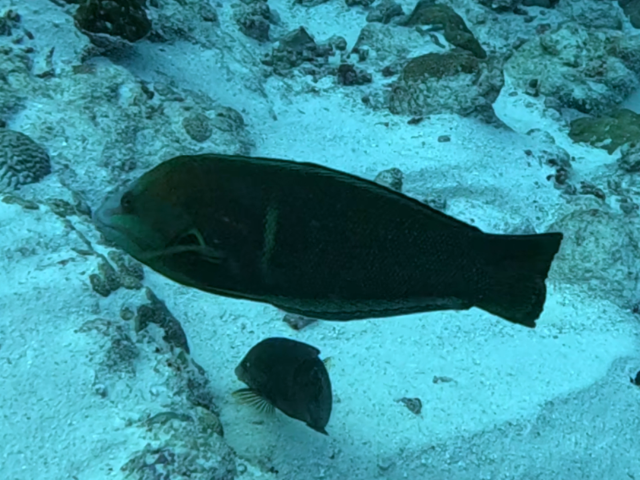 Click to View African Coris<br><span style='font-size:12px'><i>Dave & Rose</i></span>