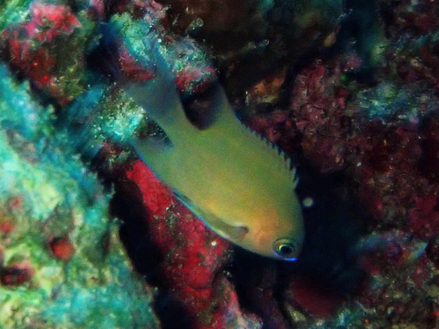 Click to View Agile Chromis<br><span style='font-size:12px'><i>Dave & Rose</i></span>