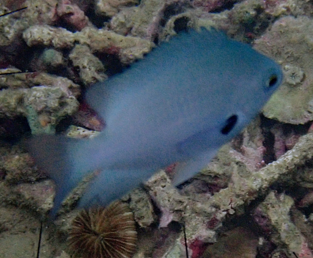 Click to View Alexander's Damsel<br><span style='font-size:12px'><i>Dave & Rose</i></span>