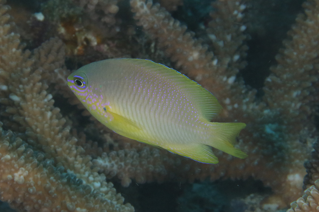 Click to View Ambon Damsel<br><span style='font-size:12px'><i>iNaturalist</i></span>