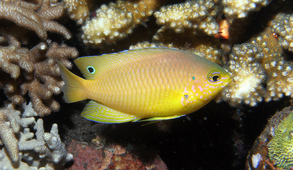 Click to View Ambon Damsel<br><span style='font-size:12px'><i>iNaturalist</i></span>