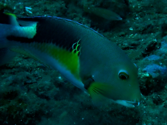Anchor Tuskfish<br><span style='font-size:12px'><i>Dave & Rose</i></span>