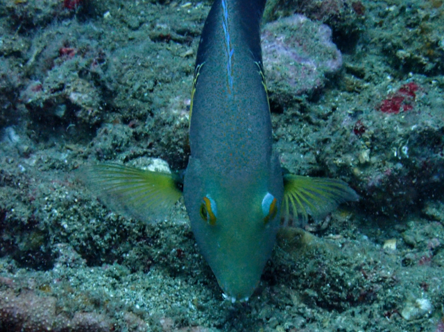 Anchor Tuskfish<br><span style='font-size:12px'><i>Dave & Rose</i></span>