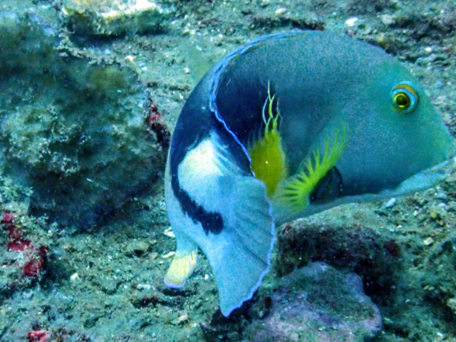 Anchor Tuskfish<br><span style='font-size:12px'><i>Dave & Rose</i></span>