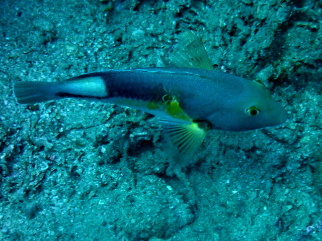 Anchor Tuskfish<br><span style='font-size:12px'><i>Dave & Rose</i></span>