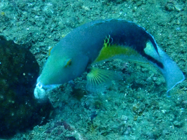 Anchor Tuskfish<br><span style='font-size:12px'><i>Dave & Rose</i></span>