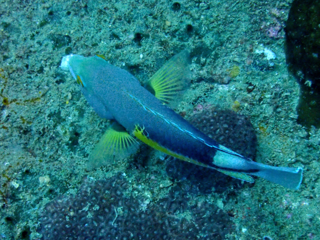 Anchor Tuskfish<br><span style='font-size:12px'><i>Dave & Rose</i></span>