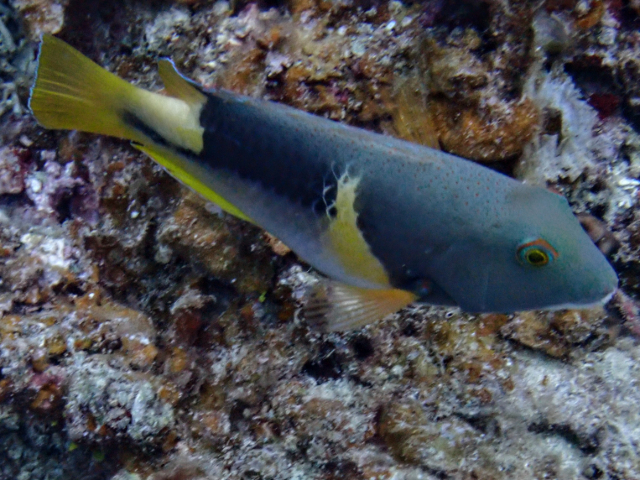 Anchor Tuskfish<br><span style='font-size:12px'><i>Dave & Rose</i></span>