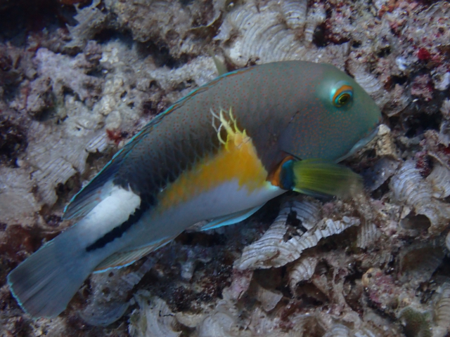 Anchor Tuskfish<br><span style='font-size:12px'><i>Dave & Rose</i>&nbsp&nbspPhilippines&nbsp&nbsp2nd May 2026</span>
