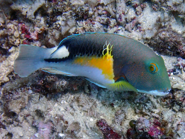 Anchor Tuskfish<br><span style='font-size:12px'><i>Dave & Rose</i></span>