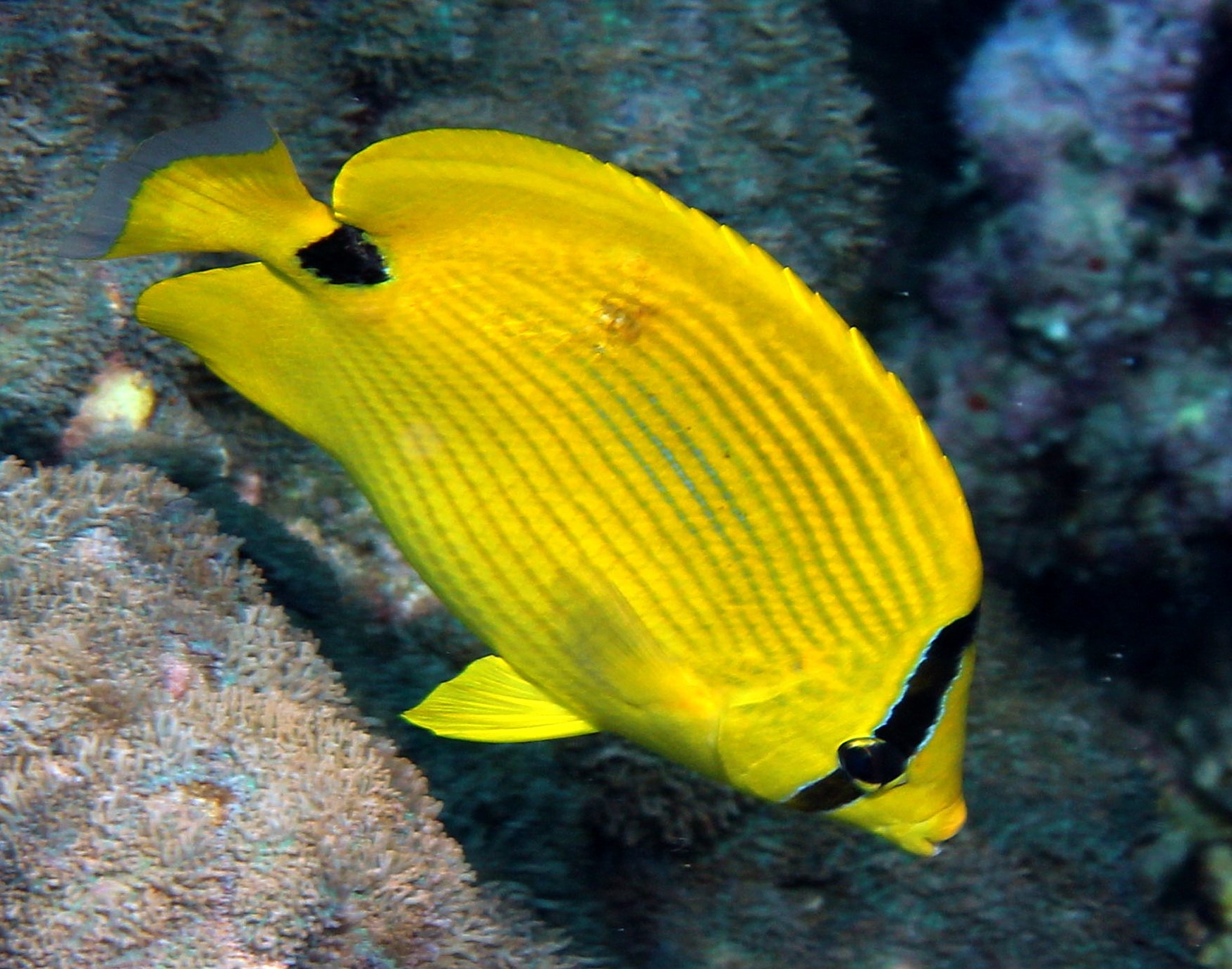 Click to View Andaman Butterflyfish<br><span style='font-size:12px'><i>Fishbase</i></span>