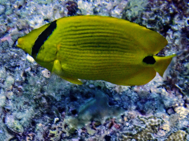 Click to View Andaman Butterflyfish<br><span style='font-size:12px'><i>Dave & Rose</i></span>