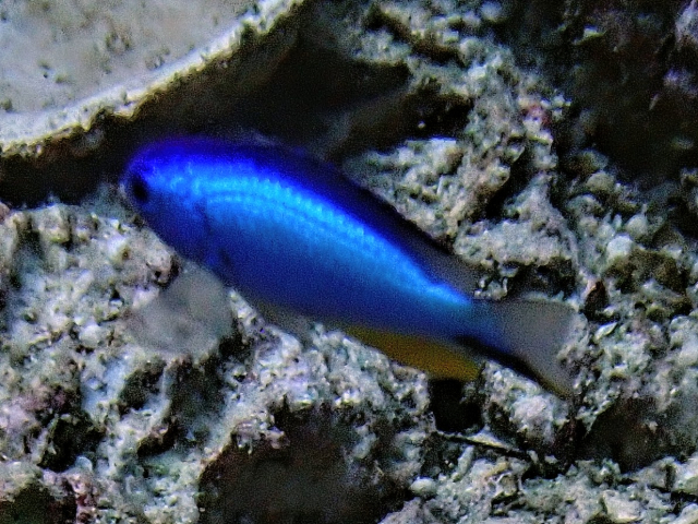 Click to View Andaman Damselfish<br><span style='font-size:12px'><i>Dave & Rose</i></span>