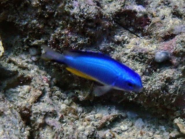 Click to View Andaman Damselfish<br><span style='font-size:12px'><i>Dave & Rose</i></span>