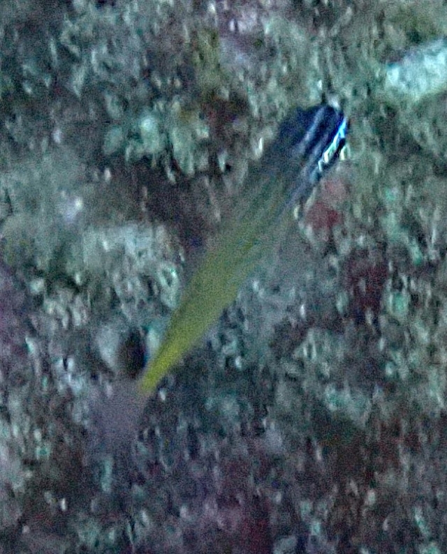 Click to View Anklet Cardinalfish<br><span style='font-size:12px'><i>Dave & Rose</i></span>