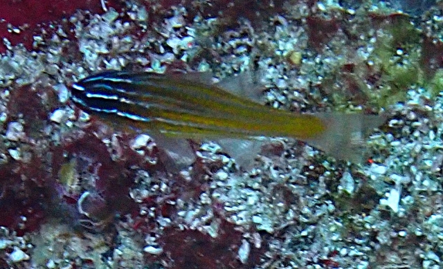 Click to View Anklet Cardinalfish<br><span style='font-size:12px'><i>Dave & Rose</i></span>