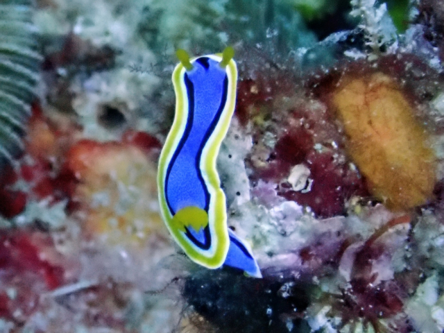 Anna's Chromodoris<br><span style='font-size:12px'><i>Dave & Rose</i></span>