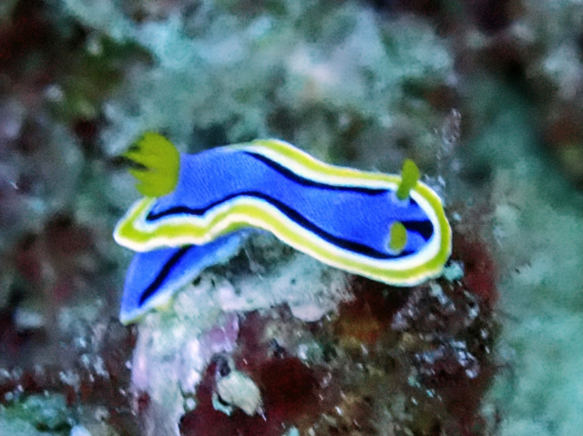 Anna's Chromodoris<br><span style='font-size:12px'><i>Dave & Rose</i></span>