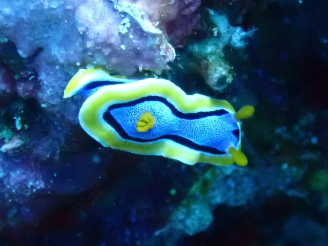 Click to View Anna's Chromodoris<br><span style='font-size:12px'><i>Dave & Rose</i></span>