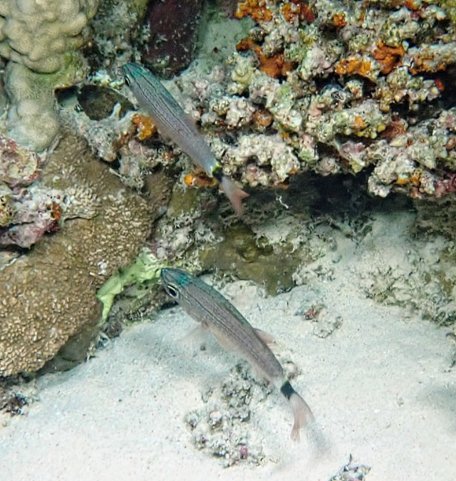 Click to View Aqaba Cardinalfish<br><span style='font-size:12px'><i>Dave & Rose</i></span>