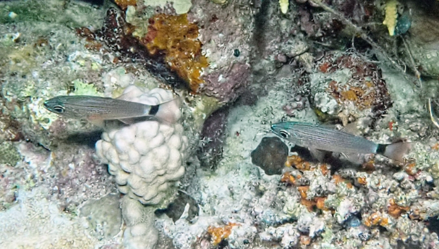 Click to View Aqaba Cardinalfish<br><span style='font-size:12px'><i>Dave & Rose</i></span>