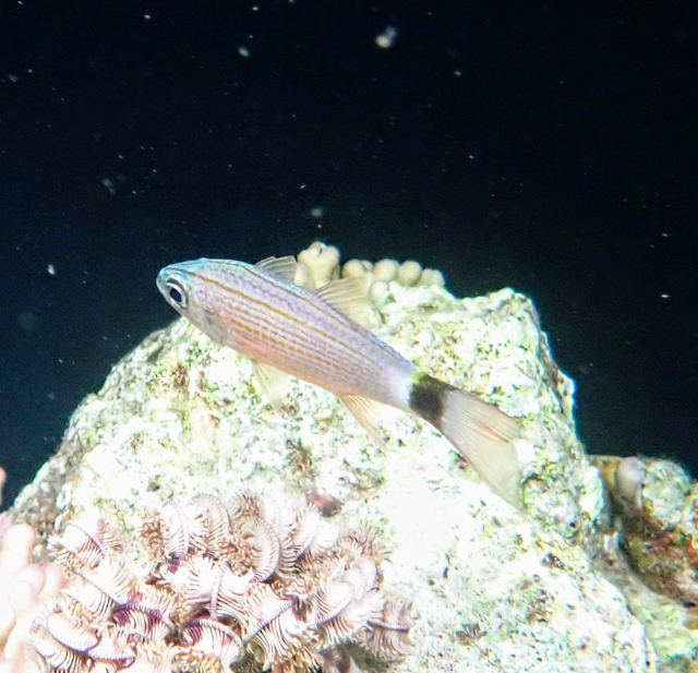 Click to View Aqaba Cardinalfish<br><span style='font-size:12px'><i>Dave & Rose</i></span>