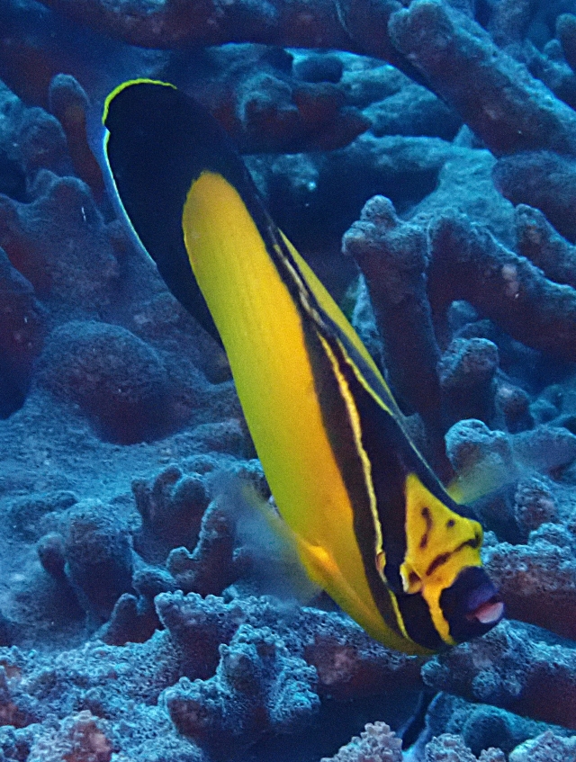 Click to View Arabian Butterflyfish<br><span style='font-size:12px'><i>Dave & Rose</i></span>