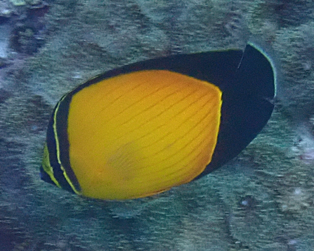 Click to View Arabian Butterflyfish<br><span style='font-size:12px'><i>Dave & Rose</i></span>