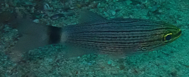 Click to View Arabian Cardinalfish<br><span style='font-size:12px'><i>Dave & Rose</i></span>