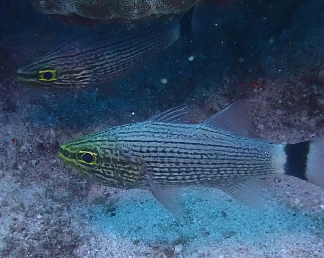 Click to View Arabian Cardinalfish<br><span style='font-size:12px'><i>Dave & Rose</i></span>