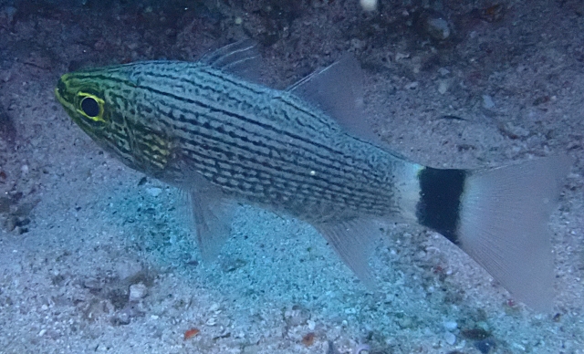 Click to View Arabian Cardinalfish<br><span style='font-size:12px'><i>Dave & Rose</i></span>