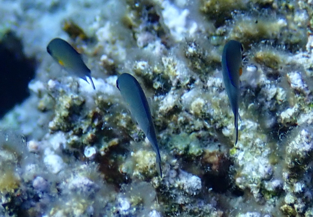 Click to View Arabian Chromis<br><span style='font-size:12px'><i>Dave & Rose</i></span>