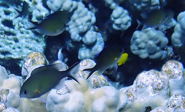 Click to View Arabian Chromis<br><span style='font-size:12px'><i>Dave & Rose</i></span>