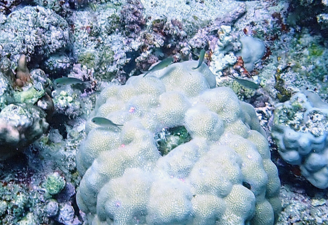 Click to View Arabian Chromis<br><span style='font-size:12px'><i>Dave & Rose</i></span>