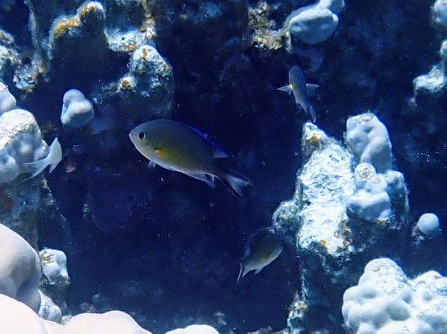 Click to View Arabian Chromis<br><span style='font-size:12px'><i>Dave & Rose</i></span>