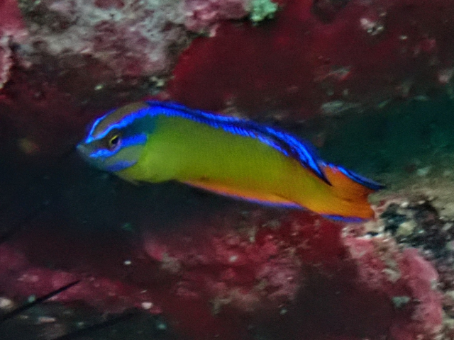 Arabian Dottyback<br><span style='font-size:12px'><i>Dave & Rose</i></span>