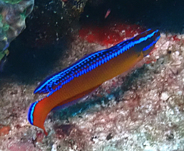 Click to View Arabian Dottyback<br><span style='font-size:12px'><i>Dave & Rose</i></span>